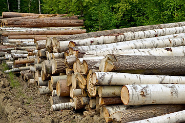 Image showing Timber pile