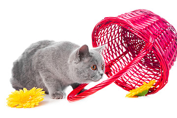 Image showing British blue kitten with pink basket on isolated white