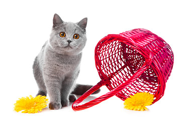 Image showing British blue kitten with pink basket on isolated white