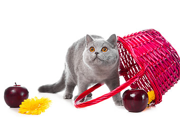 Image showing British blue kitten with pink basket on isolated white
