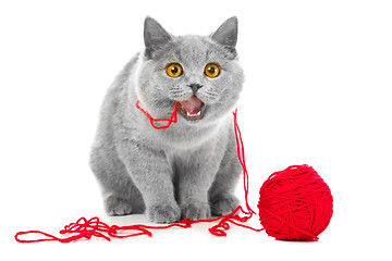 Image showing British blue cat chewing red ball of threads