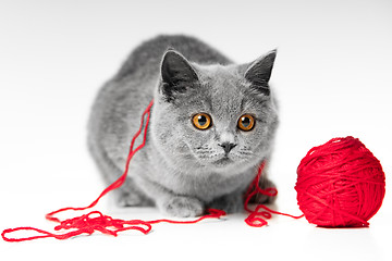 Image showing British blue kitten playing with red ball of threads