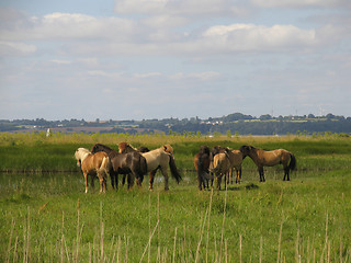 Image showing Horses