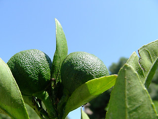 Image showing mandarin