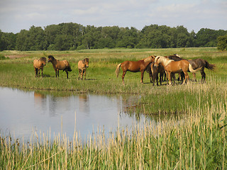 Image showing Horses