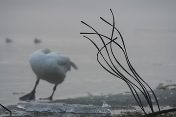 Image showing In the fog