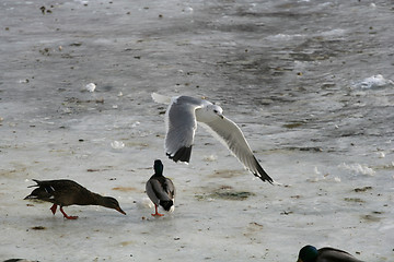 Image showing Birds in winter