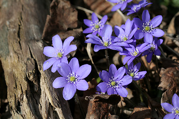 Image showing Spring flowers