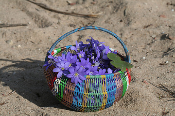 Image showing Spring flowers