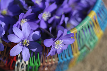 Image showing Spring flowers