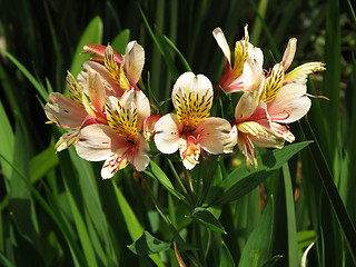 Image showing Orange Leave Lily with Brown Spots