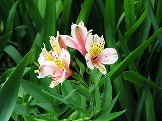 Image showing Orange Leave Lily with Brown Spots