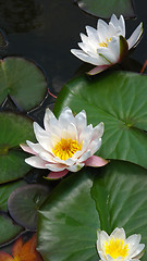 Image showing blooming water lilies