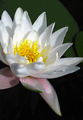 Image showing blooming white water lily