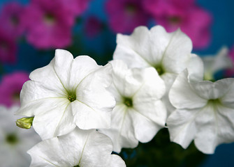 Image showing petunia flowers