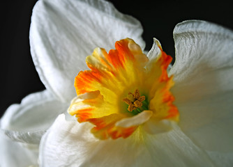 Image showing closeup of Daffodils (Narcissus) flower