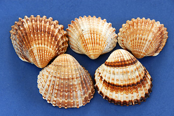 Image showing Sea shells