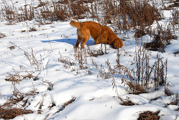 Image showing Dog at snow