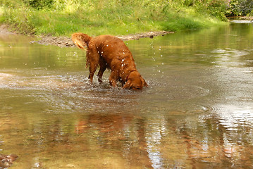 Image showing Dog in water