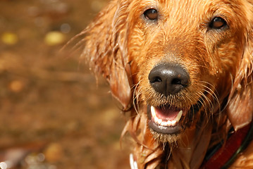 Image showing Golden retriever dog portrait