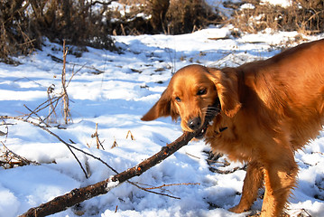 Image showing Dog at snow