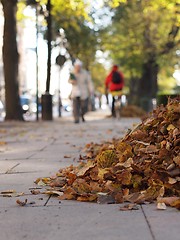 Image showing Autumn Leaves