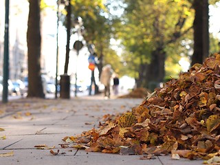 Image showing Autumn Leaves