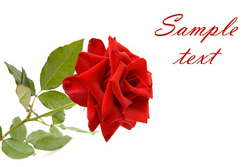 Image showing Red rose with space for text