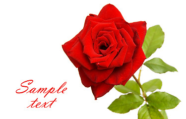 Image showing Red rose with space for text