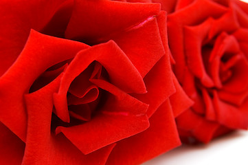 Image showing Red rose