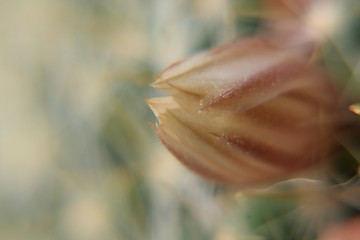 Image showing Plant - macro