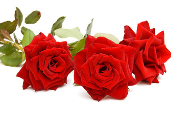 Image showing Three red roses 