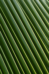 Image showing Detail of palm leaf