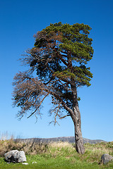 Image showing Lone old tree