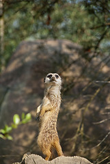 Image showing Meerkat