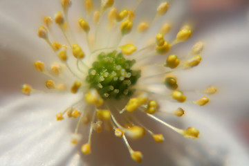 Image showing Flower - macro