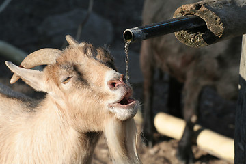 Image showing Goat