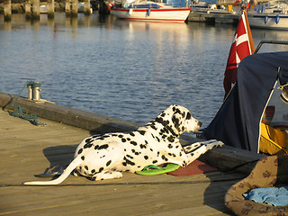 Image showing Dalmatian