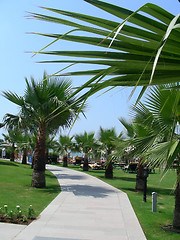 Image showing lane of palms