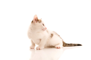 Image showing Adorable young cat in woman's hand