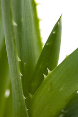 Image showing Aloe vera - herbal medicine 