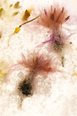 Image showing Frozen flowers. blossoms in the ice cube