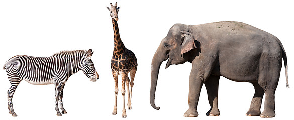 Image showing Zebra, Giraffe and Elephant
