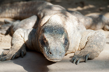 Image showing Komodo Dragon 