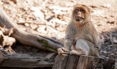 Image showing Barbary Macaque