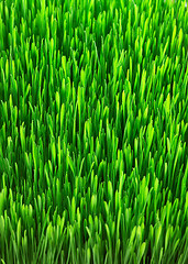 Image showing green grass