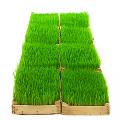 Image showing green grass