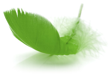 Image showing Feather