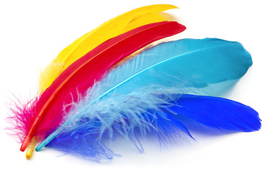 Image showing Feathers