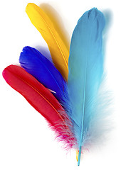 Image showing Feathers